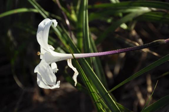 Nessa época, há muitas flores na Gran Sabana, na Venezuela